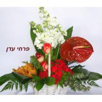 סידור עדן 17